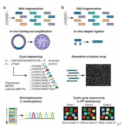 试管测序技术