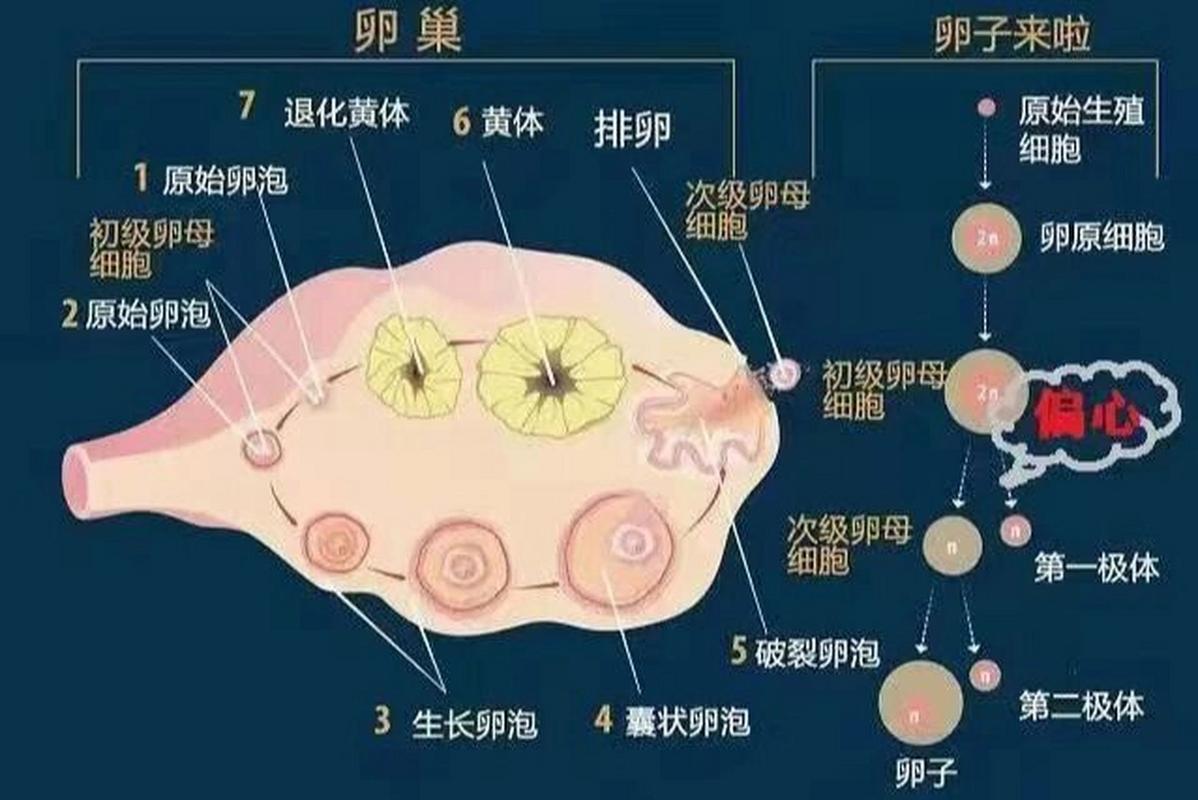 促排卵泡大小