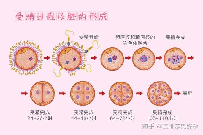 试管婴儿成功所需的卵泡数量有哪些关键影响因素？