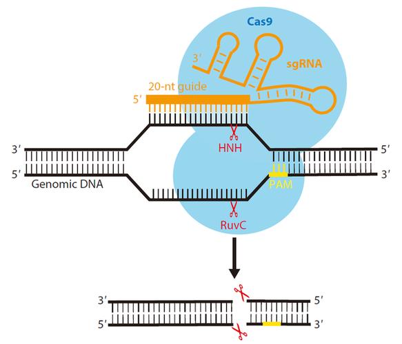 CRISPR-Cas9