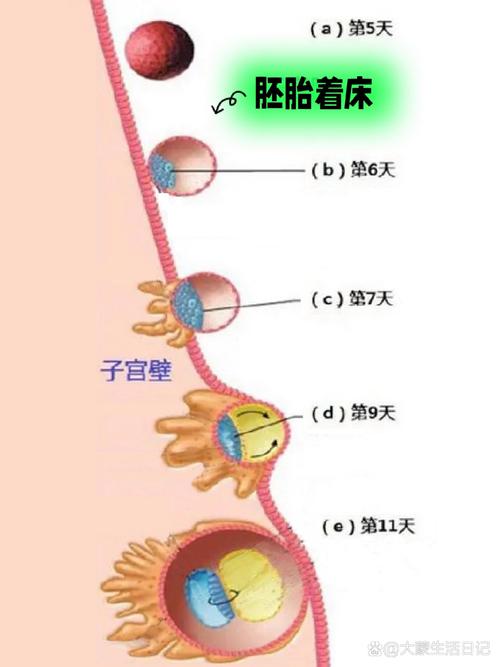 着床周期