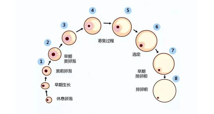 卵子不能形成胚胎