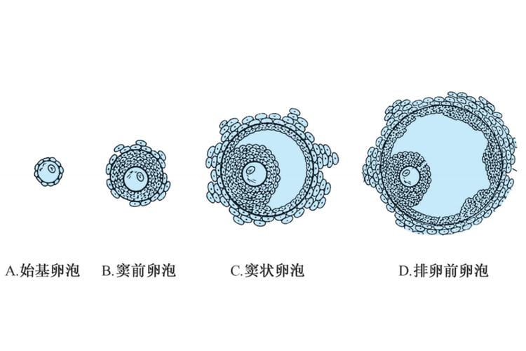 卵泡形态