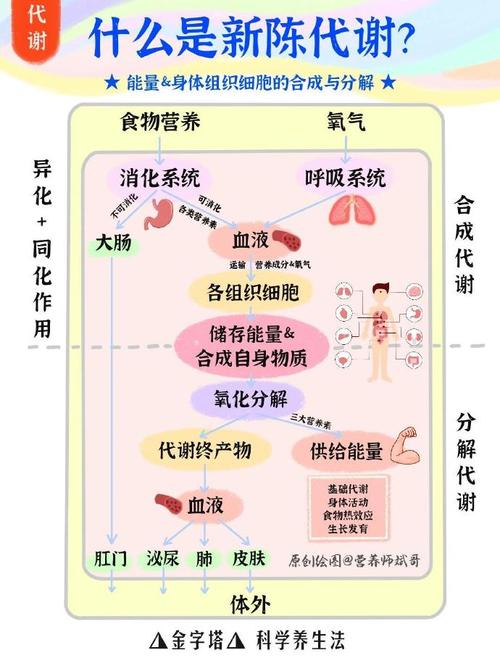  代谢状况