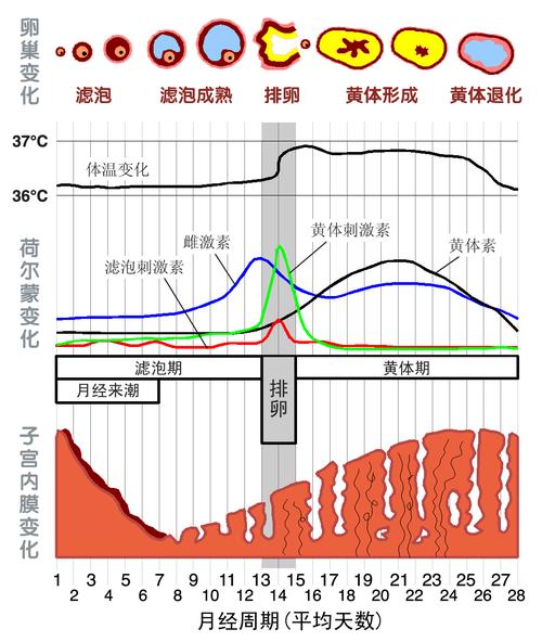 试管婴儿、生殖系统疾病、子宫内膜环境、年龄因素