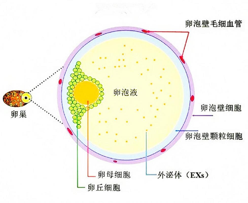 有卵泡