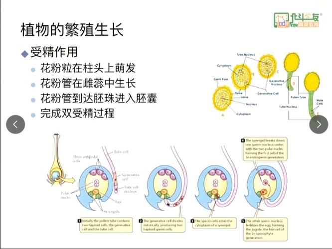  受精方式