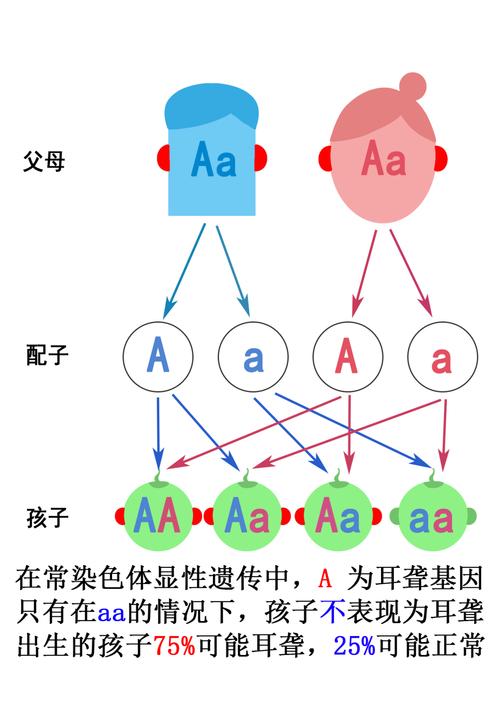 耳聋基因