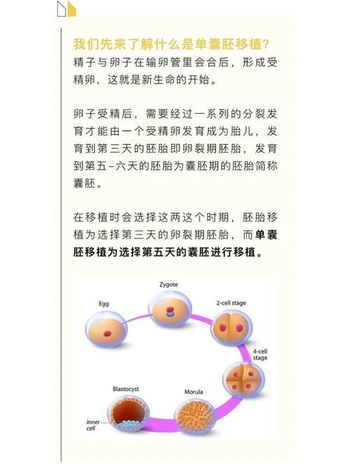 单囊胚移植