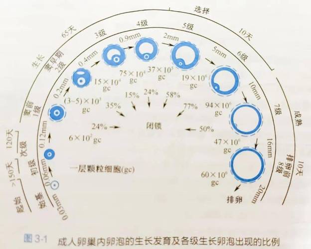 试管婴儿中卵泡数量较少会对成功率产生影响吗？