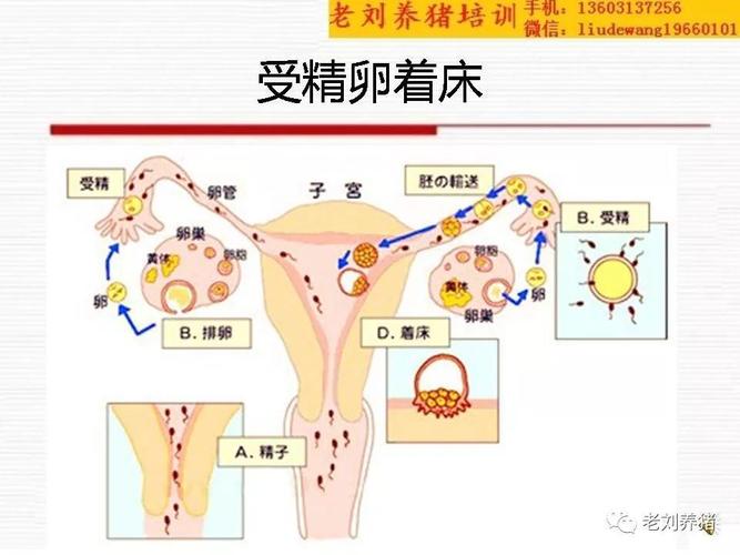 胚胎着床位置