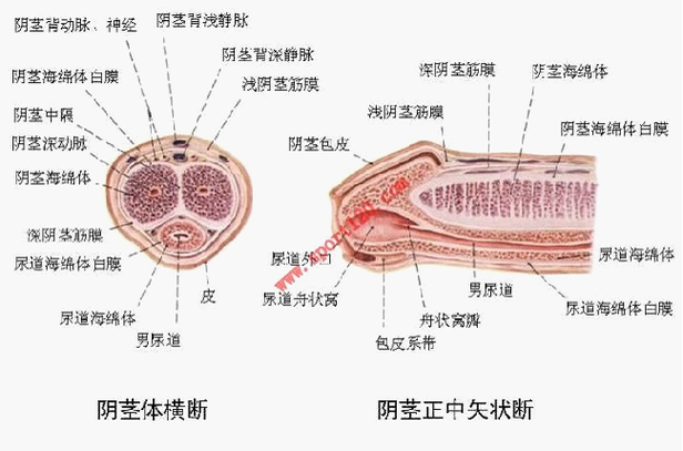 生殖器官功能