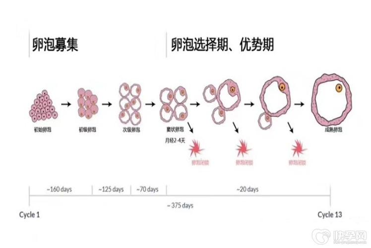 试管婴儿过程中是否需要监测卵泡发育？