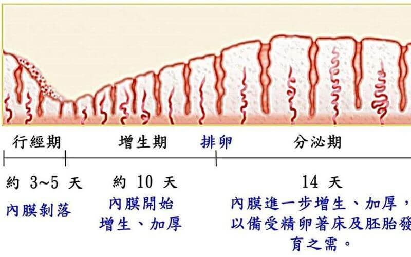 内膜变化