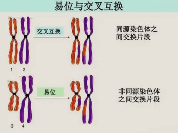 染色体易位