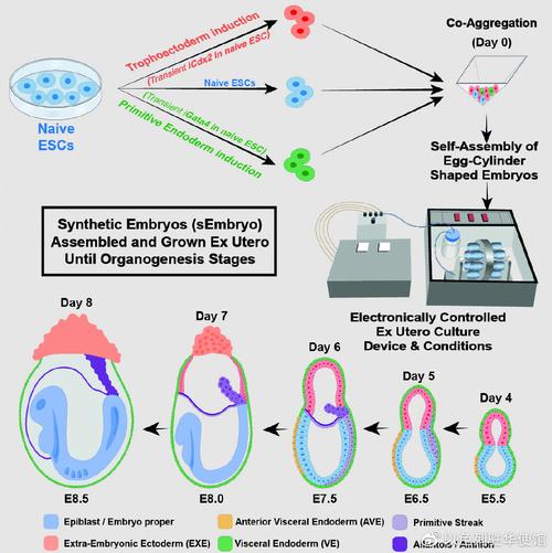 合成胚胎技术