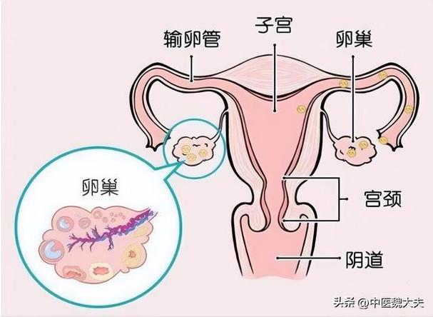 卵子损伤