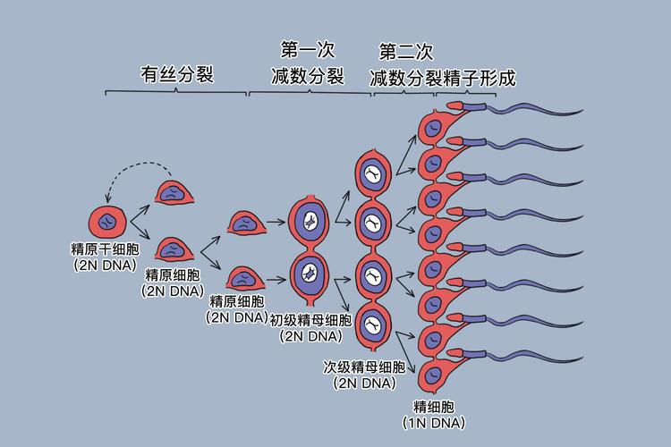 形成过程