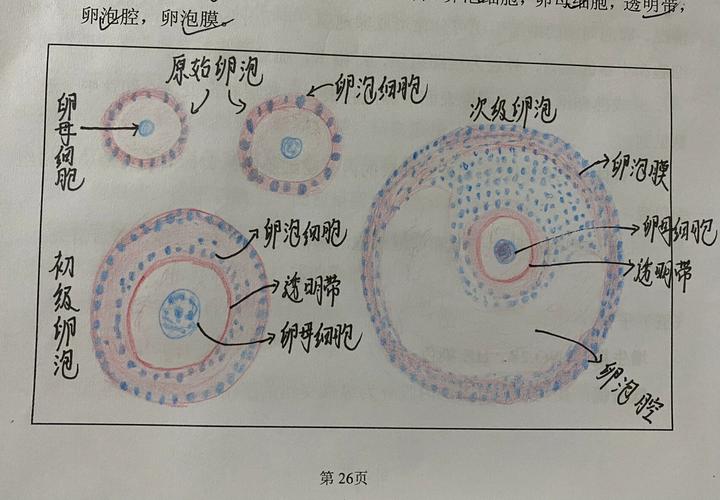  基础卵泡