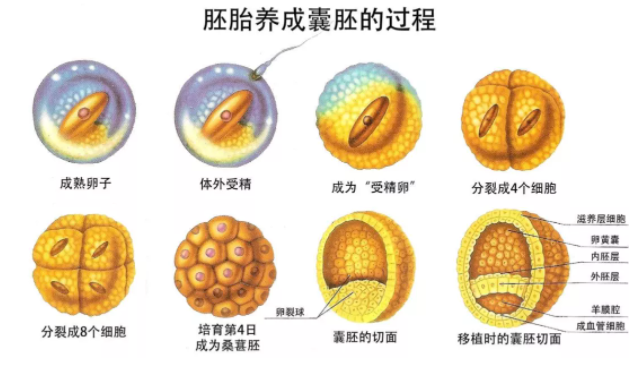 试管婴儿囊胚会分裂成两个吗？解读相关科学原理