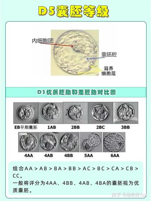 囊胚 3 级