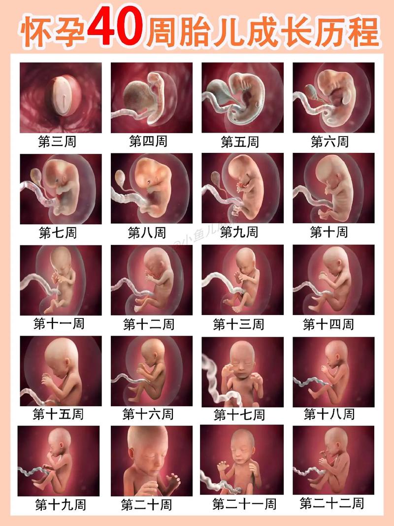 胚胎成活判断