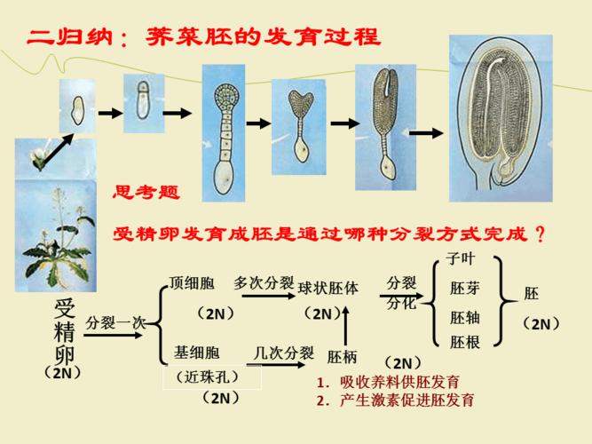 试管婴儿移植后可以吃荠菜吗？营养与健康探讨