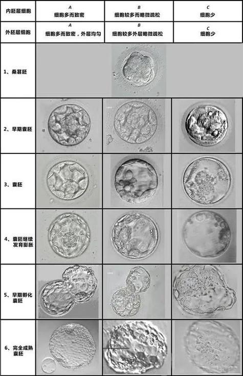 囊胚大小