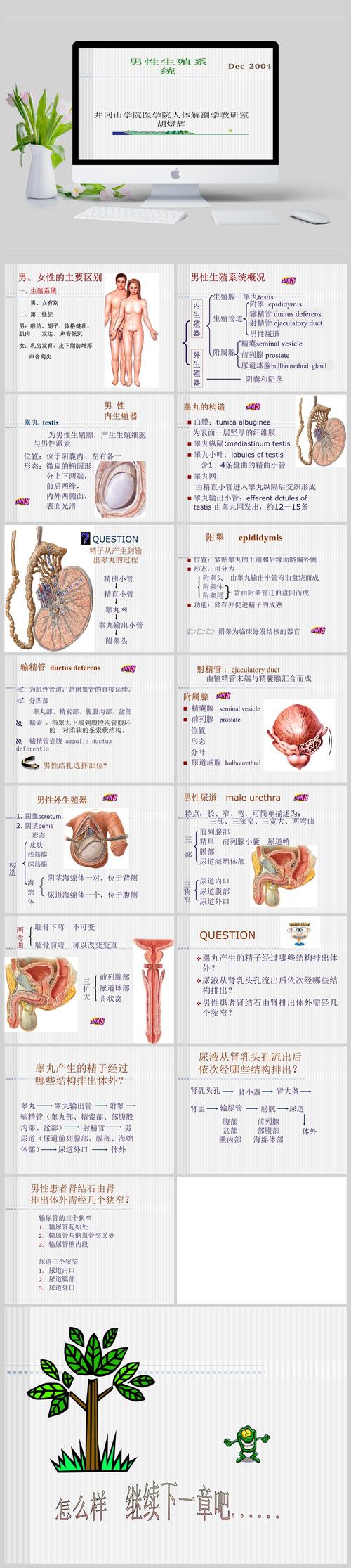 生殖系统功能