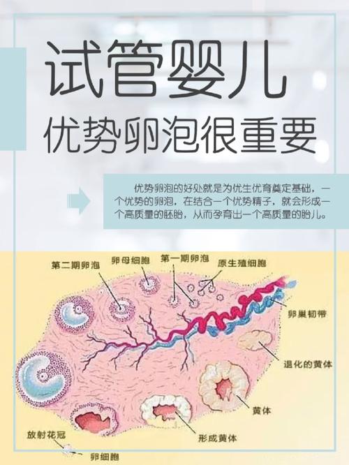 试管婴儿、卵泡健康、生殖医疗