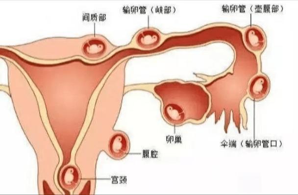 输卵管受精