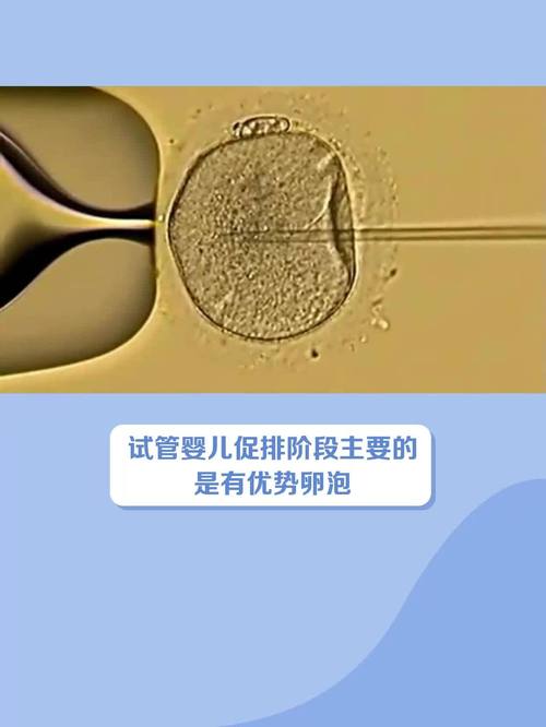 试管婴儿过程中可以做B超吗？详解与注意事项