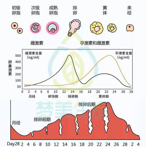 试管婴儿、移植成功、胚胎质量、子宫内膜环境、激素水平