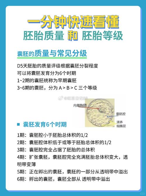 试管婴儿成功率与胚胎数量：至少需要多少个胚胎？