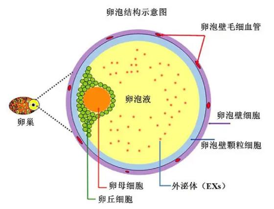 7 个卵泡