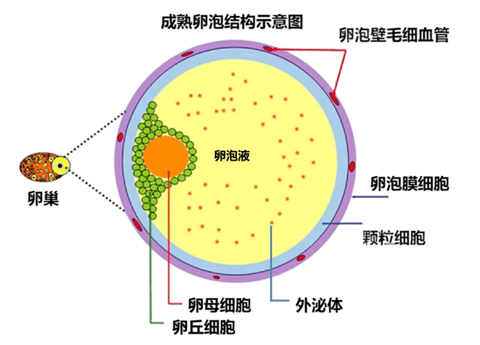  卵子成熟