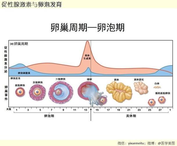 激素与卵泡发育