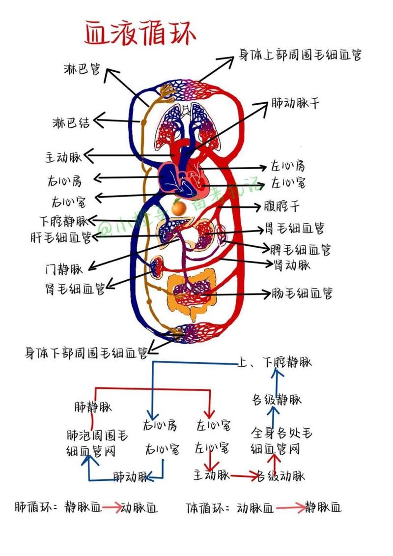 子宫血液循环