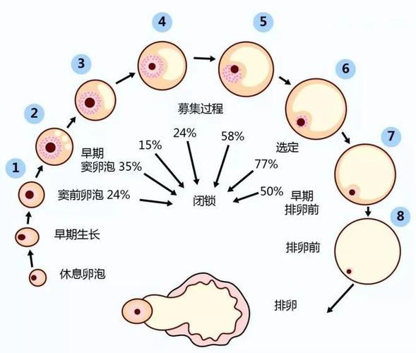  影响因素

----------【文章正文】:

<h1>深入解析试管基础卵泡的重要性与影响因素</h1>

<p>亲爱的读者朋友们，今天我们来聊聊一个对于许多备孕家庭来说既熟悉又陌生的话题——试管婴儿治疗中的基础卵泡。为什么说它既熟悉又陌生呢？因为很多家庭在咨询试管婴儿的过程中都会听到这个词，但对其重要性及影响因素可能一知半解。接下来，就让我们一起深入了解一下基础卵泡的奥秘吧。</p>

<h2>基础卵泡的介绍</h2>

<p>在女性的卵巢中，基础卵泡是指那些处于静止状态的原始卵泡。它们是卵巢储备功