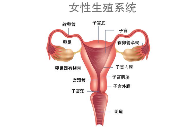 子宫形态结构