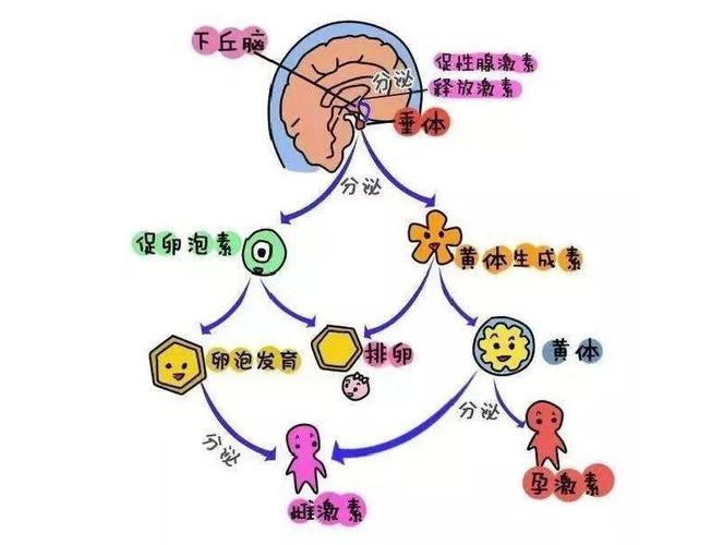  促性腺激素释放激素