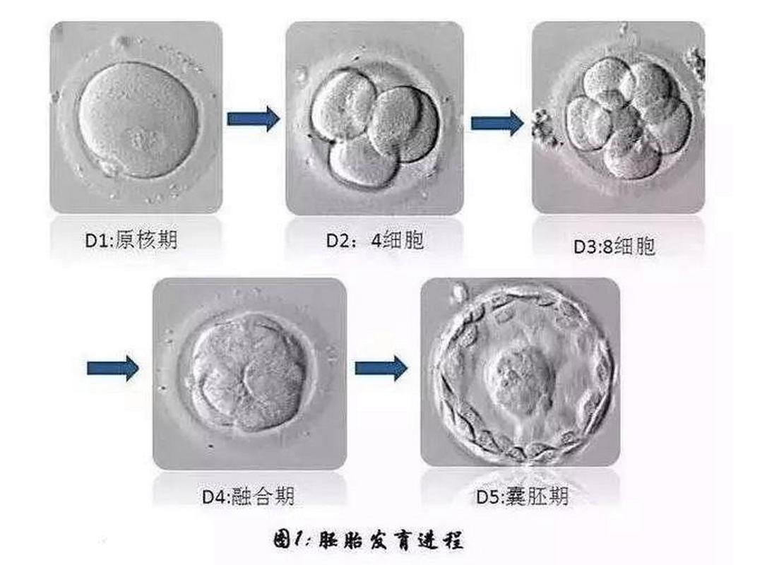 试管婴儿、囊胚养囊、医疗生殖