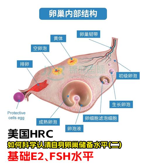 卵巢试管