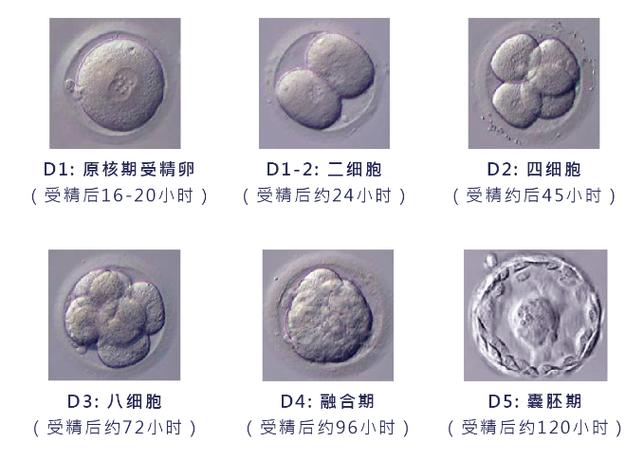 试管婴儿技术中究竟是使用囊胚还是其它胚胎？