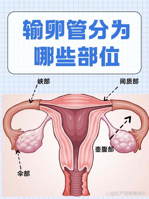 输卵管贴合