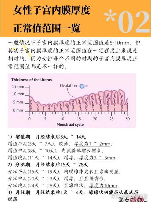  内膜质量