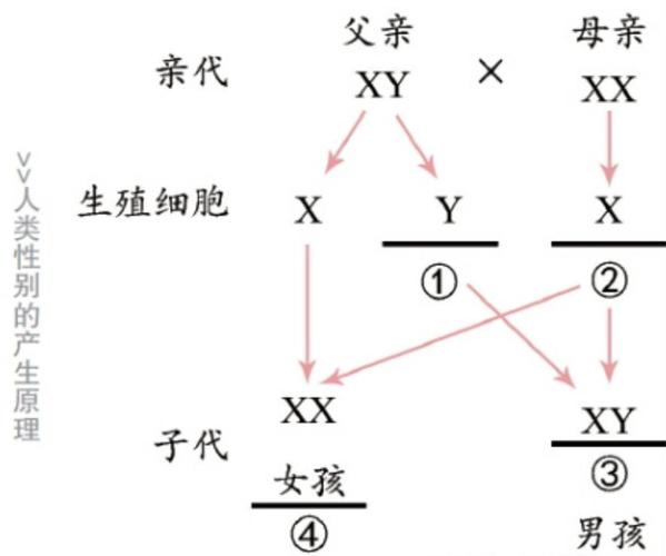 随机性别