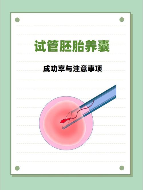 试管婴儿技术中可以放置两个胚胎吗？探讨安全性与成功率