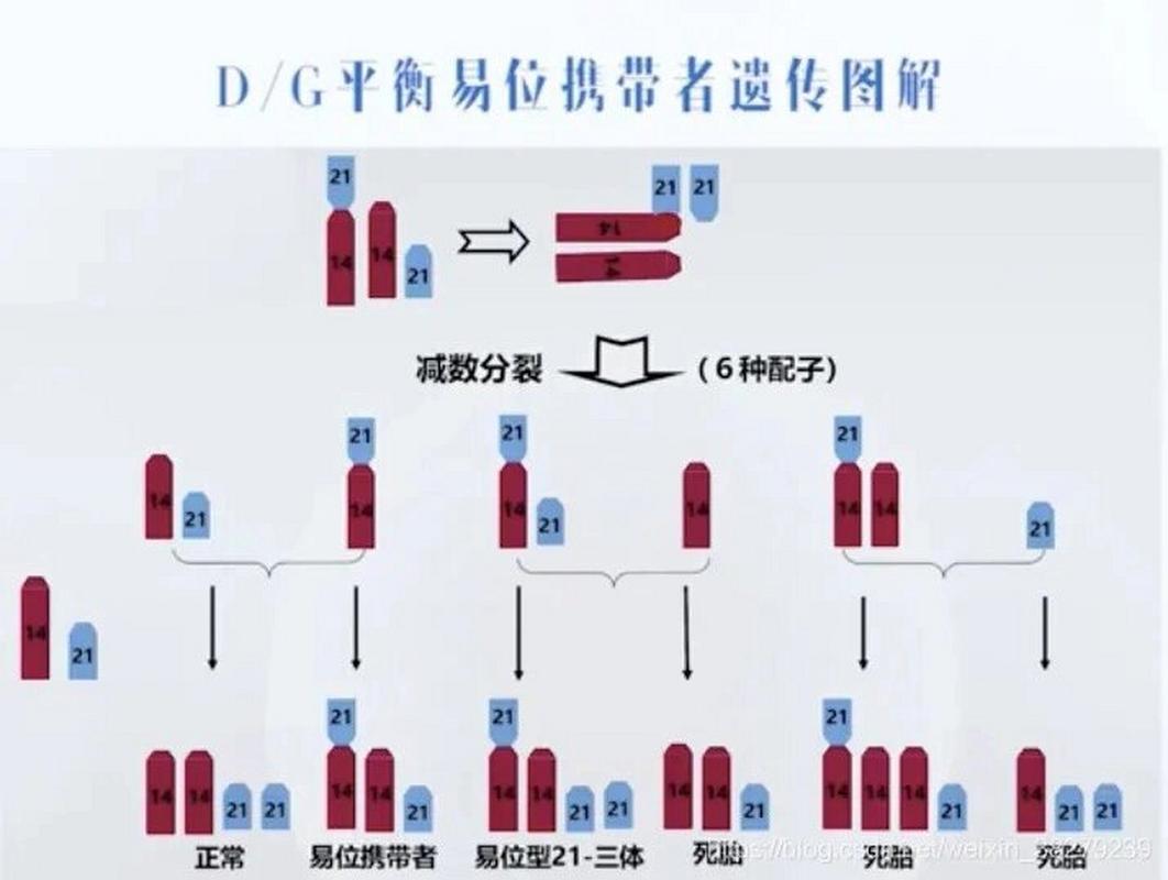 染色体携带情况