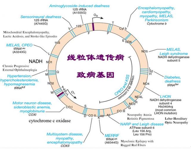  线粒体遗传疾病